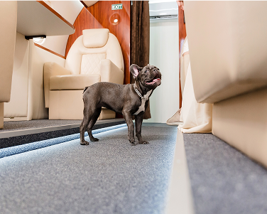 pet friendly private jet cabin